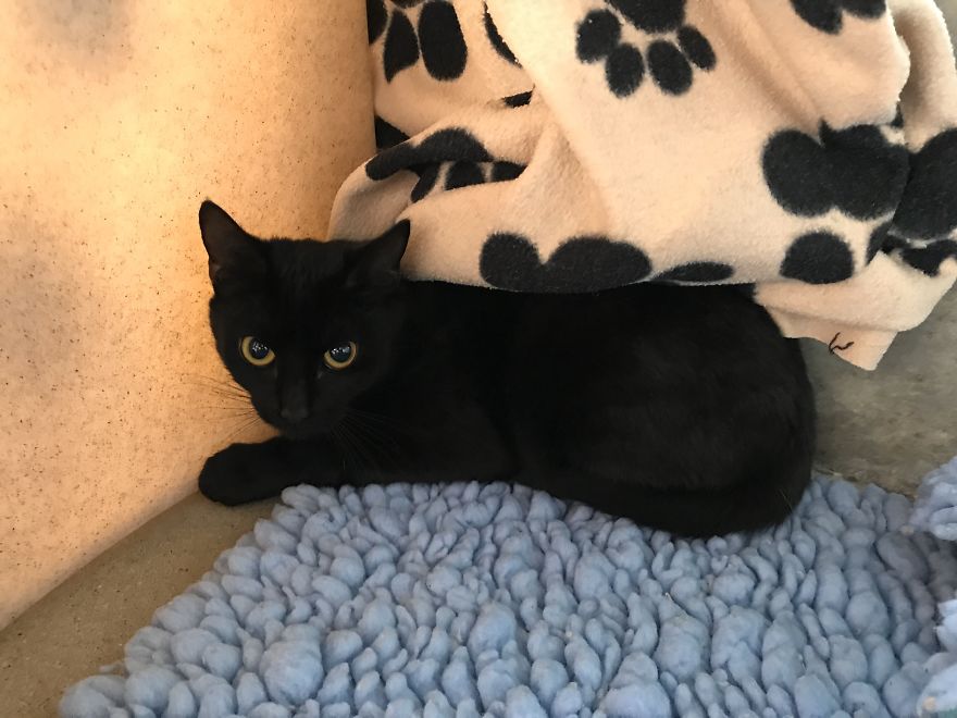 Pregnant Cat Is Abandoned In Woodlands, But Is Found By A Dog Walker And Gives Birth To Two Healthy Kittens Pregnant Cat Is Abandoned In Woodlands, But Is Found By A Dog Walker And Gives Birth To Two Healthy Kittens