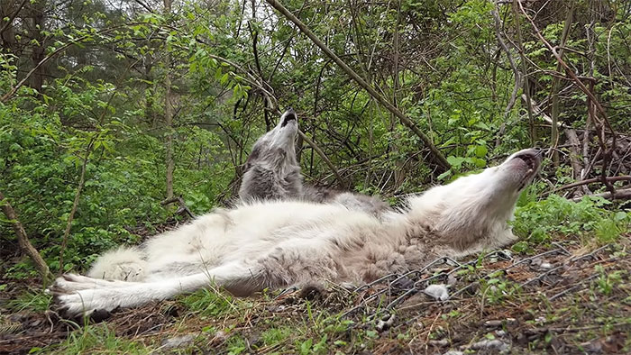 These 2 Wolves Went Viral For Being So Lazy That They Howl While Lying Down These 2 Wolves Went Viral For Being So Lazy That They Howl While Lying Down