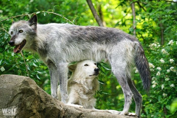 These 2 Wolves Went Viral For Being So Lazy That They Howl While Lying Down These 2 Wolves Went Viral For Being So Lazy That They Howl While Lying Down