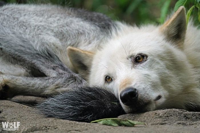 These 2 Wolves Went Viral For Being So Lazy That They Howl While Lying Down These 2 Wolves Went Viral For Being So Lazy That They Howl While Lying Down