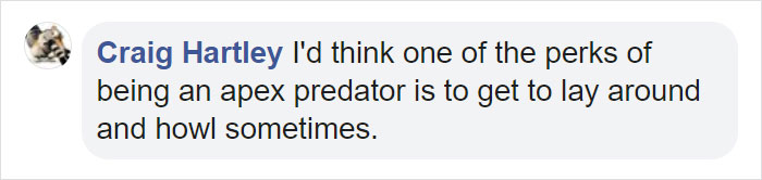 These 2 Wolves Went Viral For Being So Lazy That They Howl While Lying Down These 2 Wolves Went Viral For Being So Lazy That They Howl While Lying Down