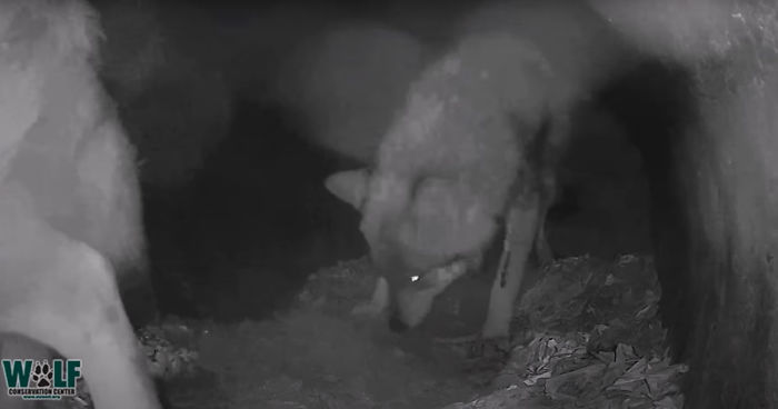 Adorable Video Of This Mama Wolf’s Free Time Being Interrupted By Her Pups Is Capturing People’s Hearts Adorable Video Of This Mama Wolf’s Free Time Being Interrupted By Her Pups Is Capturing People’s Hearts
