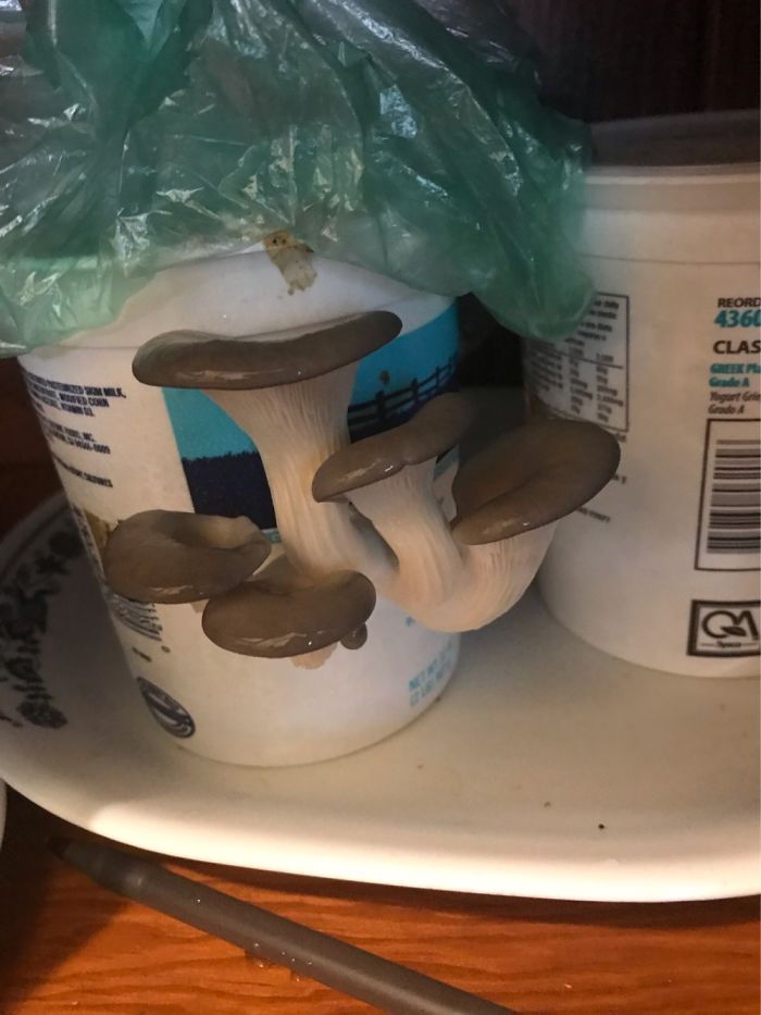 Pandas, What Is Your Favorite Hobby? (Ended)