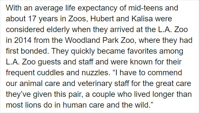 Elderly Lion Couple That Were Soulmates Are Put To Sleep At The Same Time So Neither Has To Live Alone Elderly Lion Couple That Were Soulmates Are Put To Sleep At The Same Time So Neither Has To Live Alone
