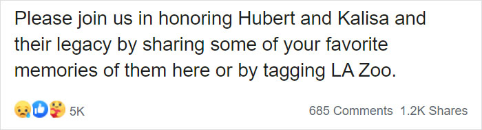 Elderly Lion Couple That Were Soulmates Are Put To Sleep At The Same Time So Neither Has To Live Alone Elderly Lion Couple That Were Soulmates Are Put To Sleep At The Same Time So Neither Has To Live Alone