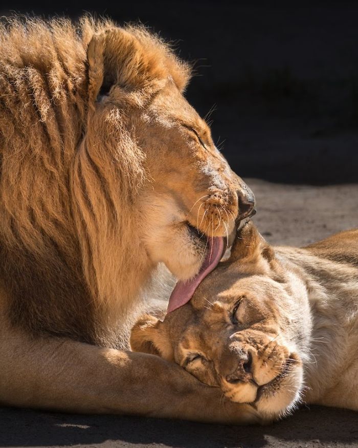 Elderly Lion Couple That Were Soulmates Are Put To Sleep At The Same Time So Neither Has To Live Alone Elderly Lion Couple That Were Soulmates Are Put To Sleep At The Same Time So Neither Has To Live Alone