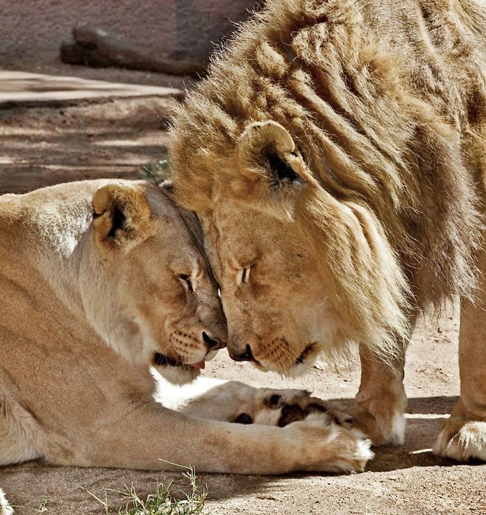 Elderly Lion Couple That Were Soulmates Are Put To Sleep At The Same Time So Neither Has To Live Alone Elderly Lion Couple That Were Soulmates Are Put To Sleep At The Same Time So Neither Has To Live Alone