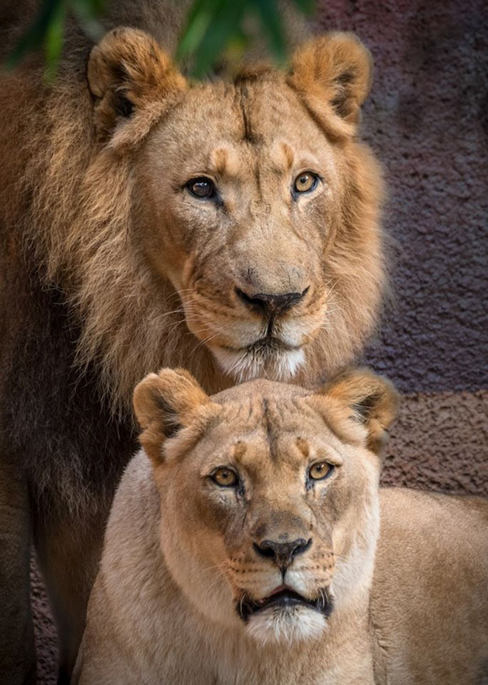 Elderly Lion Couple That Were Soulmates Are Put To Sleep At The Same Time So Neither Has To Live Alone Elderly Lion Couple That Were Soulmates Are Put To Sleep At The Same Time So Neither Has To Live Alone