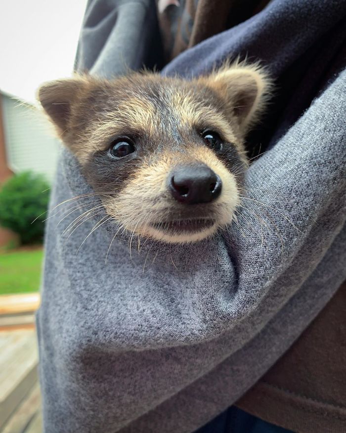 Proud Raccoon Artists Are Posing Next To Their Paintings And They Look So Happy Proud Raccoon Artists Are Posing Next To Their Paintings And They Look So Happy