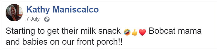 Woman Records A Bobcat Family Having A Blast On Her Front Porch Woman Records A Bobcat Family Having A Blast On Her Front Porch