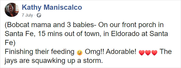 Woman Records A Bobcat Family Having A Blast On Her Front Porch Woman Records A Bobcat Family Having A Blast On Her Front Porch