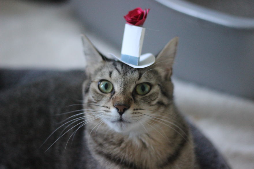 I Made Tiny Hats For My Foster Cat To Help Her Get Adopted I Made Tiny Hats For My Foster Cat To Help Her Get Adopted
