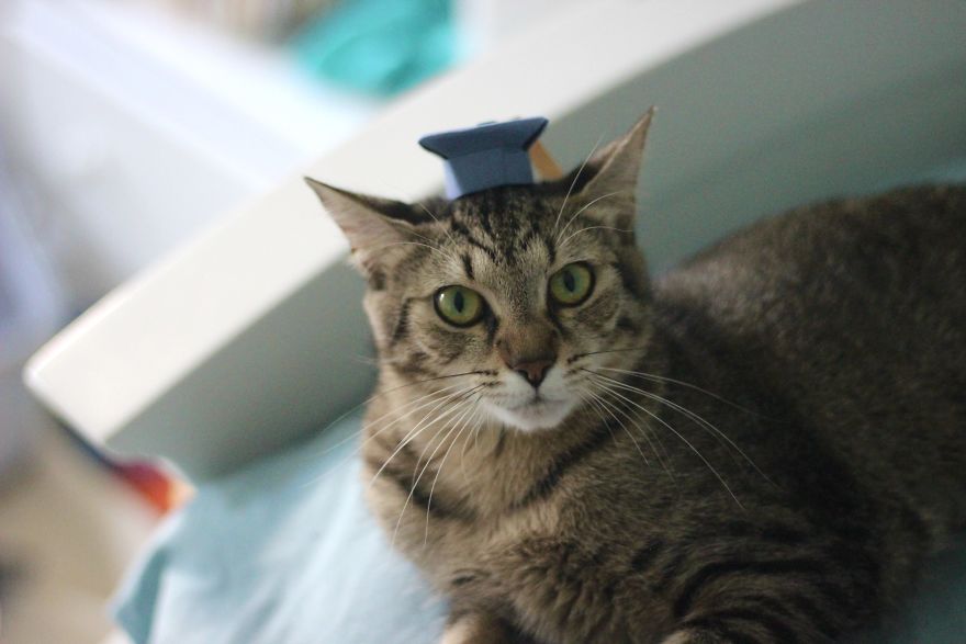 I Made Tiny Hats For My Foster Cat To Help Her Get Adopted I Made Tiny Hats For My Foster Cat To Help Her Get Adopted