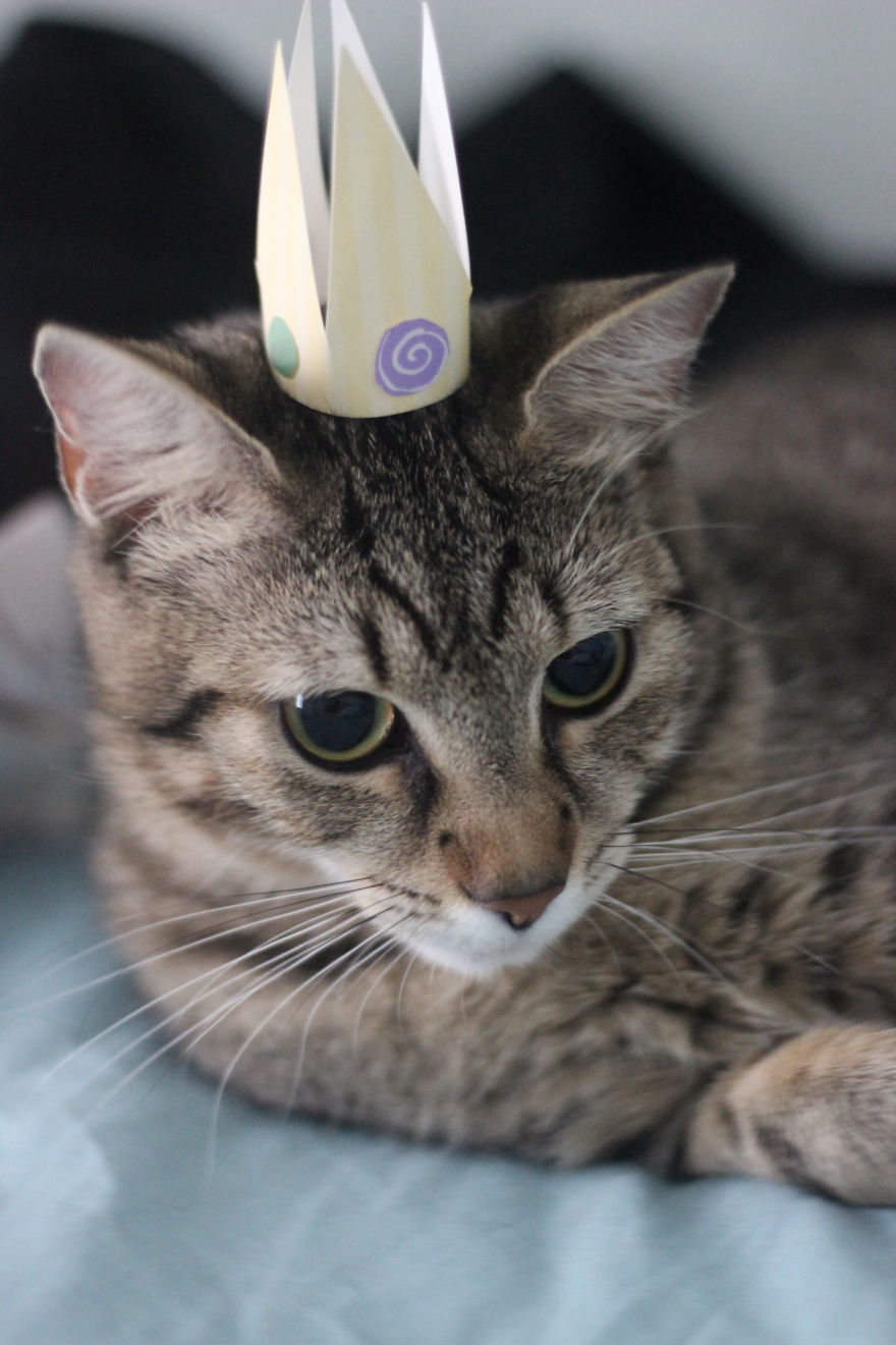 I Made Tiny Hats For My Foster Cat To Help Her Get Adopted I Made Tiny Hats For My Foster Cat To Help Her Get Adopted