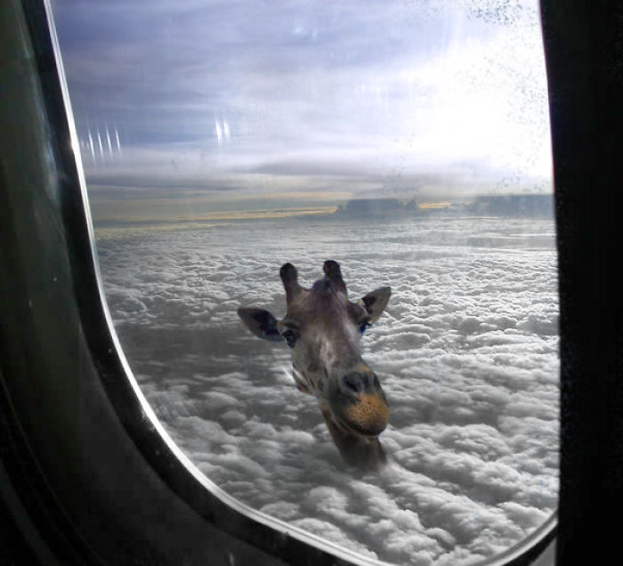 Digital Artists Photoshopped Oversized Animals And The Result Might Give You Nightmares (110 Pics)