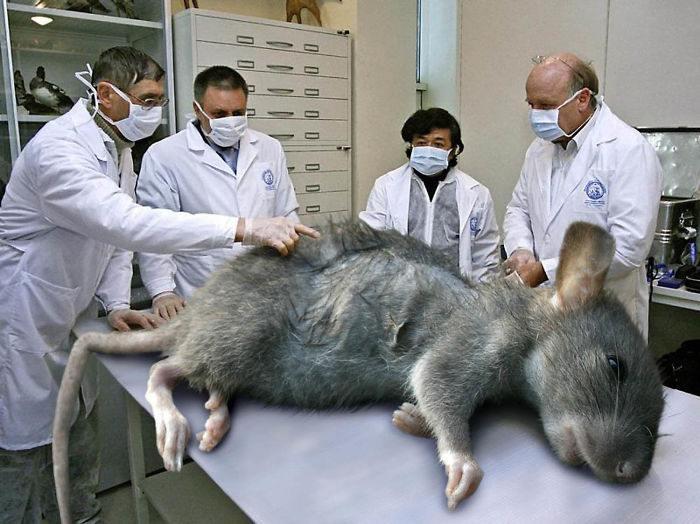 Digital Artists Photoshopped Oversized Animals And The Result Might Give You Nightmares (110 Pics)