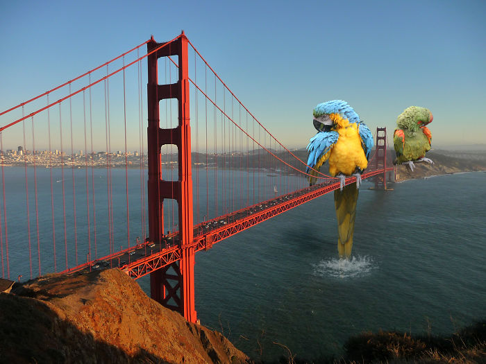 Digital Artists Photoshopped Oversized Animals And The Result Might Give You Nightmares (110 Pics)