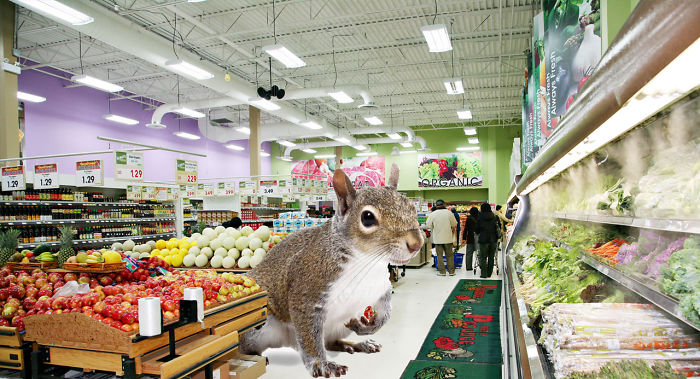 Digital Artists Photoshopped Oversized Animals And The Result Might Give You Nightmares (110 Pics)