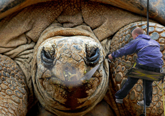 Digital Artists Photoshopped Oversized Animals And The Result Might Give You Nightmares (110 Pics)