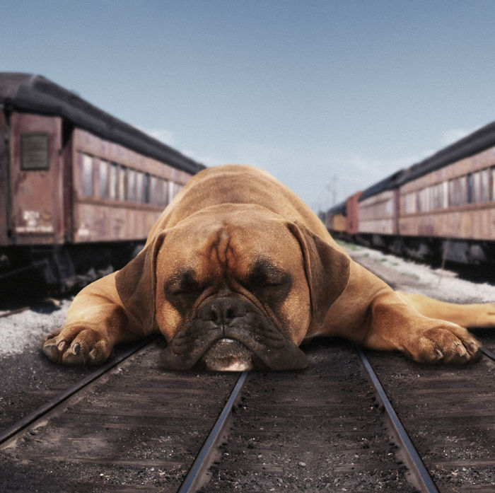 Digital Artists Photoshopped Oversized Animals And The Result Might Give You Nightmares (110 Pics)