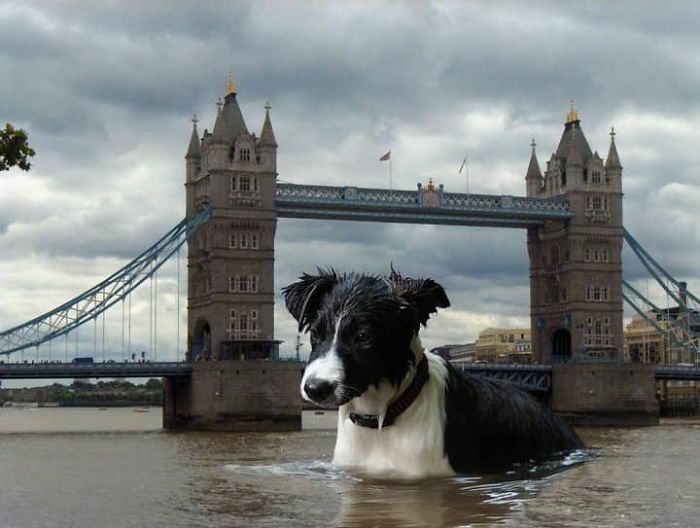 Digital Artists Photoshopped Oversized Animals And The Result Might Give You Nightmares (110 Pics)