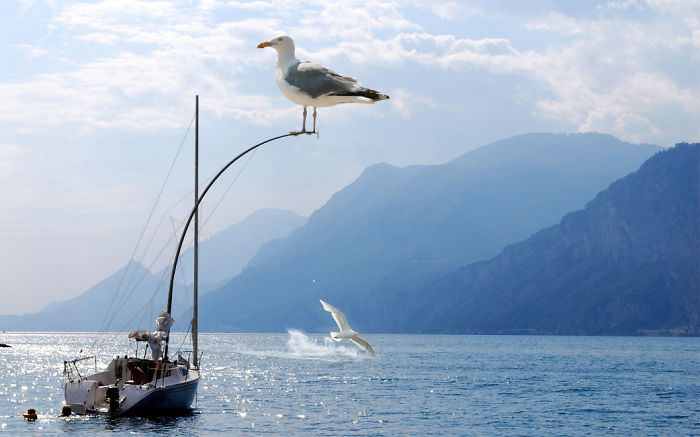 Digital Artists Photoshopped Oversized Animals And The Result Might Give You Nightmares (110 Pics)