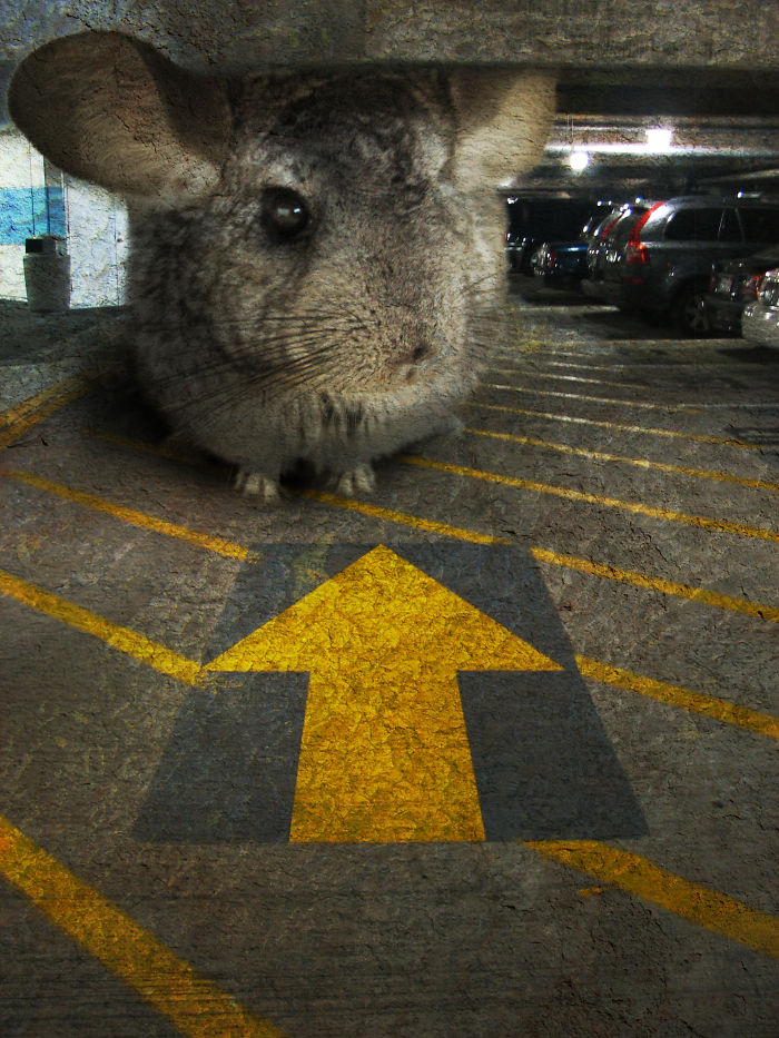 Digital Artists Photoshopped Oversized Animals And The Result Might Give You Nightmares (110 Pics)