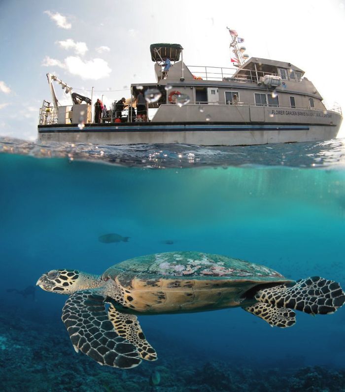 Digital Artists Photoshopped Oversized Animals And The Result Might Give You Nightmares (110 Pics)