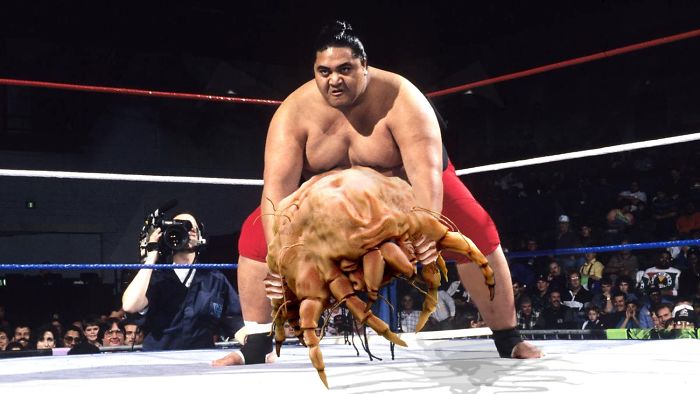 Digital Artists Photoshopped Oversized Animals And The Result Might Give You Nightmares (110 Pics)