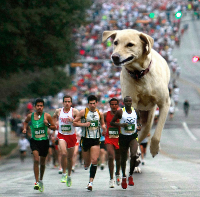 Digital Artists Photoshopped Oversized Animals And The Result Might Give You Nightmares (110 Pics)