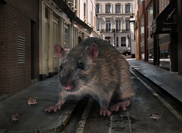 Digital Artists Photoshopped Oversized Animals And The Result Might Give You Nightmares (110 Pics)