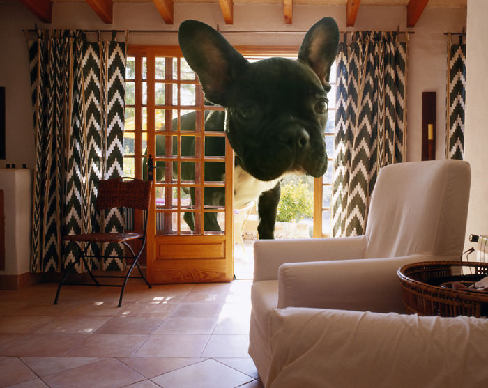 Digital Artists Photoshopped Oversized Animals And The Result Might Give You Nightmares (110 Pics)