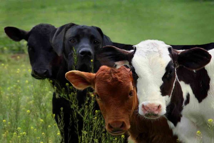 Digital Artists Photoshopped Oversized Animals And The Result Might Give You Nightmares (110 Pics)