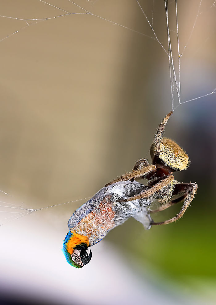 Digital Artists Photoshopped Oversized Animals And The Result Might Give You Nightmares (110 Pics)