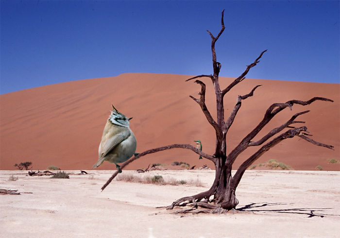 Digital Artists Photoshopped Oversized Animals And The Result Might Give You Nightmares (110 Pics)