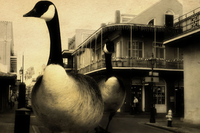 Digital Artists Photoshopped Oversized Animals And The Result Might Give You Nightmares (110 Pics)