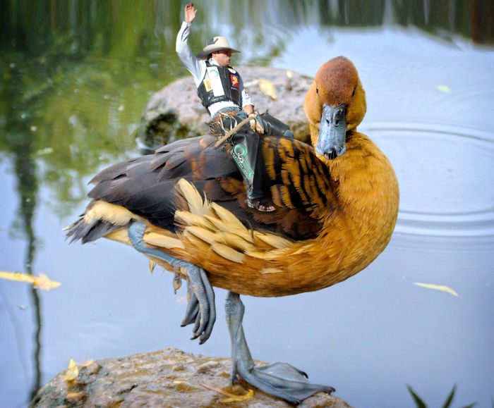 Digital Artists Photoshopped Oversized Animals And The Result Might Give You Nightmares (110 Pics)