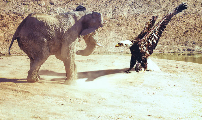 Digital Artists Photoshopped Oversized Animals And The Result Might Give You Nightmares (110 Pics)