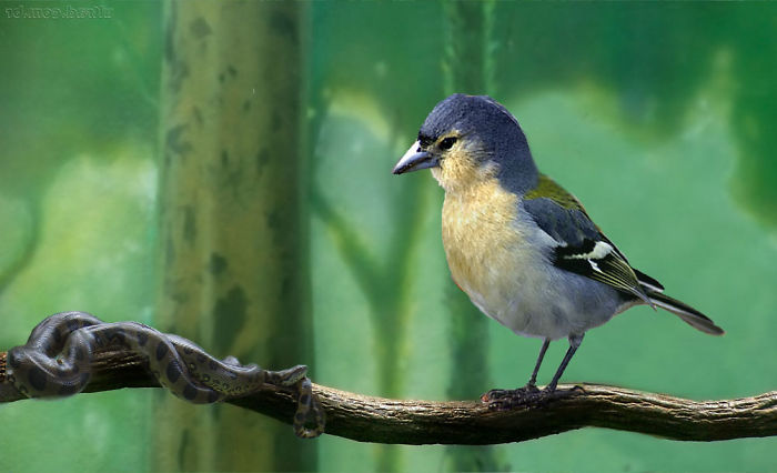 Digital Artists Photoshopped Oversized Animals And The Result Might Give You Nightmares (110 Pics)