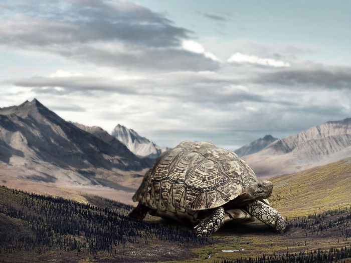 Digital Artists Photoshopped Oversized Animals And The Result Might Give You Nightmares (110 Pics)