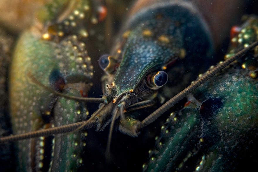 I Capture Crawdad Portraits In My Backyard I Capture Crawdad Portraits In My Backyard