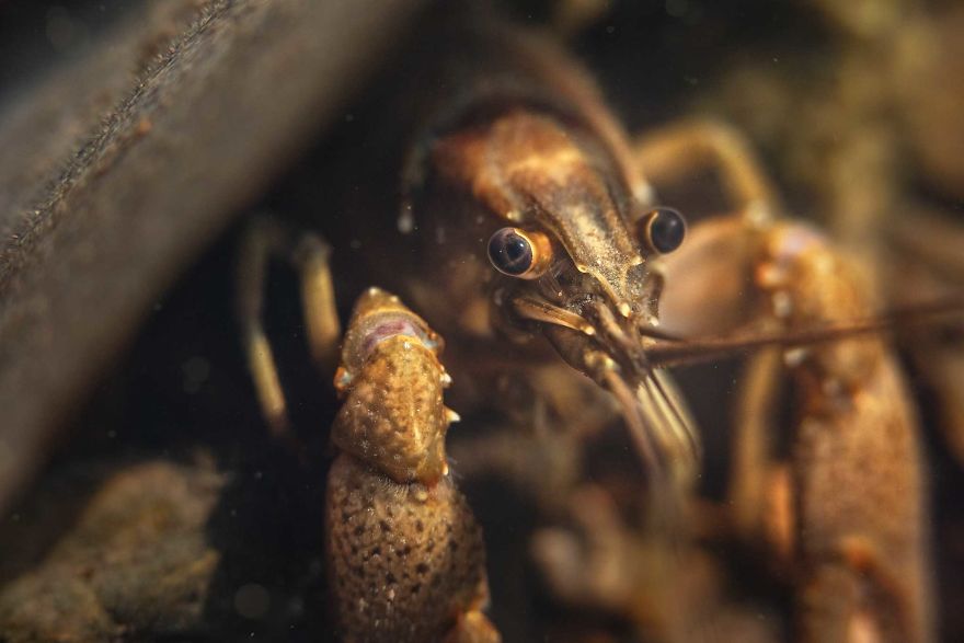 I Capture Crawdad Portraits In My Backyard I Capture Crawdad Portraits In My Backyard