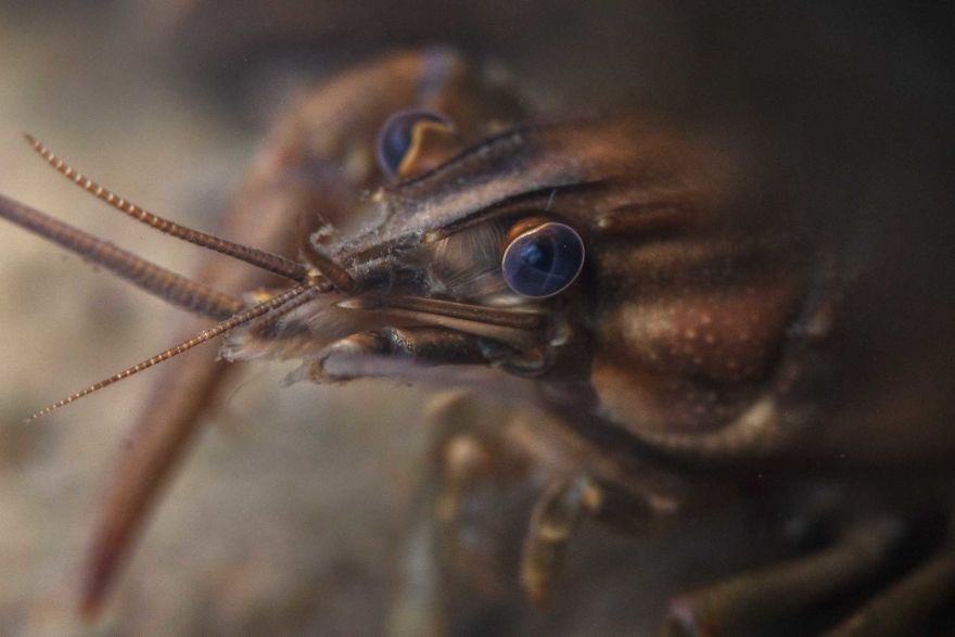 I Capture Crawdad Portraits In My Backyard I Capture Crawdad Portraits In My Backyard