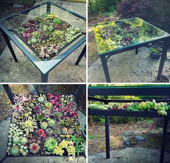 31 Times People Made Their Home Greener By Turning Tables Into Succulent Gardens 31 Times People Made Their Home Greener By Turning Tables Into Succulent Gardens
