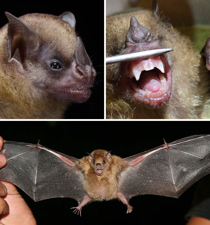 30 Species Of Bats That Look Too Bizarre To Be Considered Bats