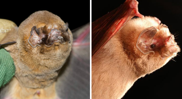 30 Species Of Bats That Look Too Bizarre To Be Considered Bats