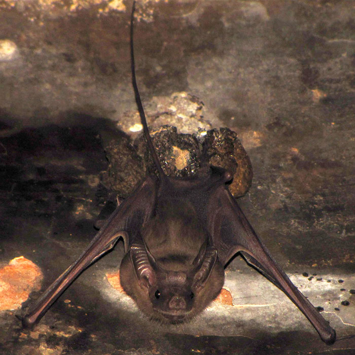 30 Species Of Bats That Look Too Bizarre To Be Considered Bats