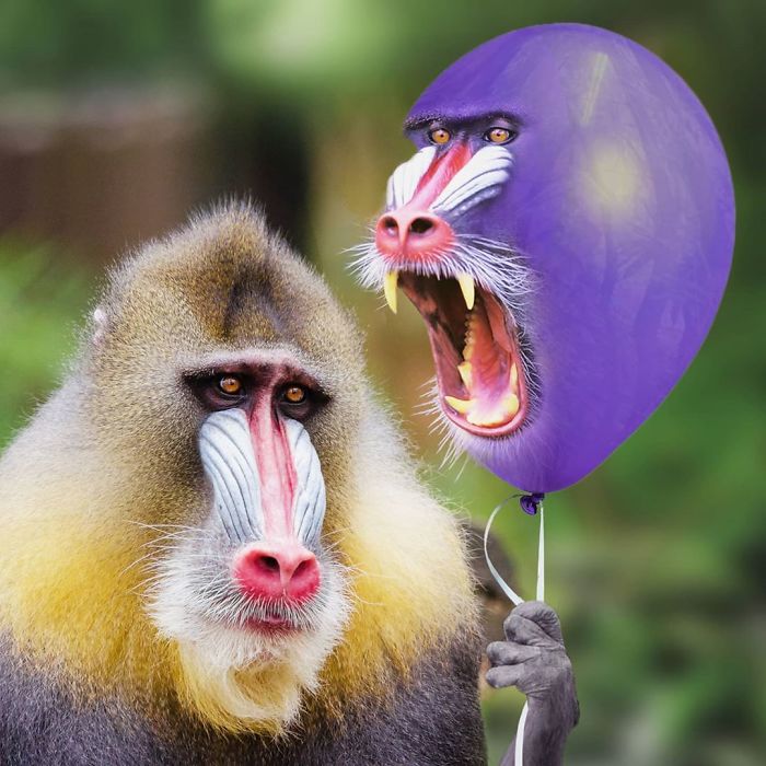 This Guy Photoshops Animals Into The Most Random Things, And The Result Is A Total Treat (86 New Pics) This Guy Photoshops Animals Into The Most Random Things, And The Result Is A Total Treat (86 New Pics)