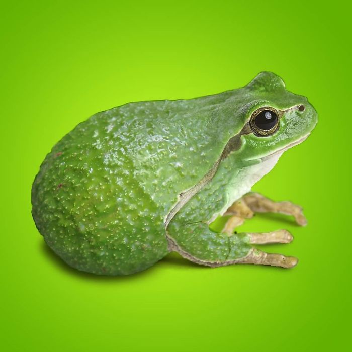 This Guy Photoshops Animals Into The Most Random Things, And The Result Is A Total Treat (86 New Pics) This Guy Photoshops Animals Into The Most Random Things, And The Result Is A Total Treat (86 New Pics)