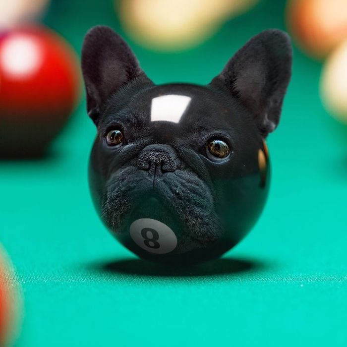 This Guy Photoshops Animals Into The Most Random Things, And The Result Is A Total Treat (86 New Pics) This Guy Photoshops Animals Into The Most Random Things, And The Result Is A Total Treat (86 New Pics)